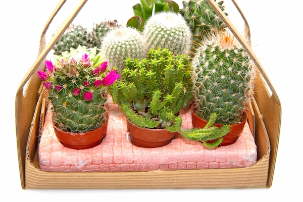 10. ide hampers Lebaran buatan sendiri Tanaman Hias