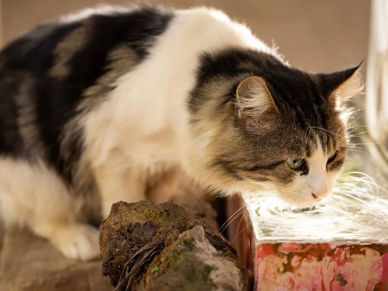 cara agar kucing mau minum