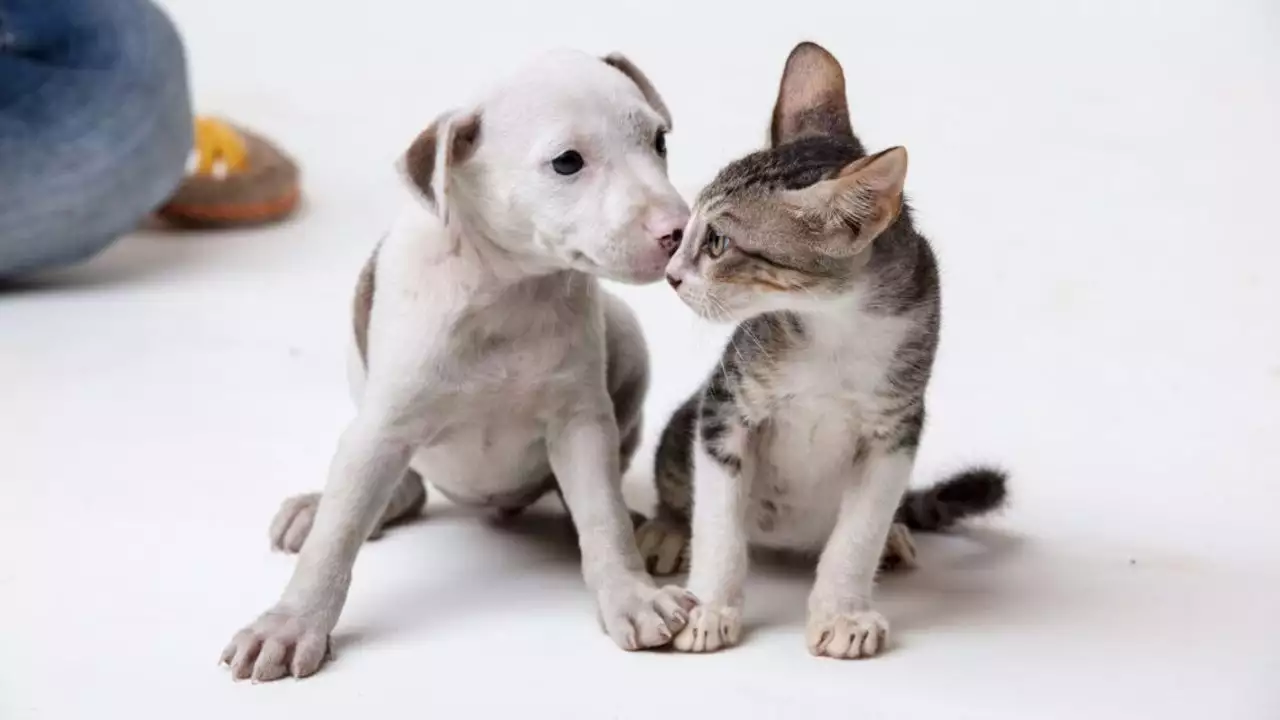 Cara Merawat Hewan Peliharaan