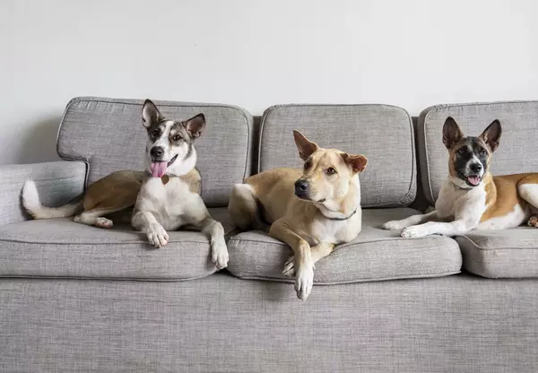 Cara Merawat Hewan Peliharaan