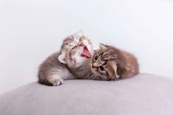 tahapan hidup kucing