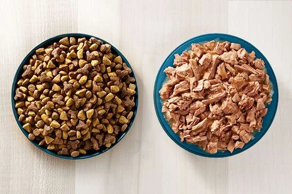 memilih makanan kucing terbaik wet or dry cat food